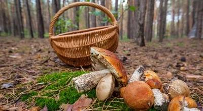 Pogoda sprzyja grzybiarzom. We wrześniu szanse na pełne kosze