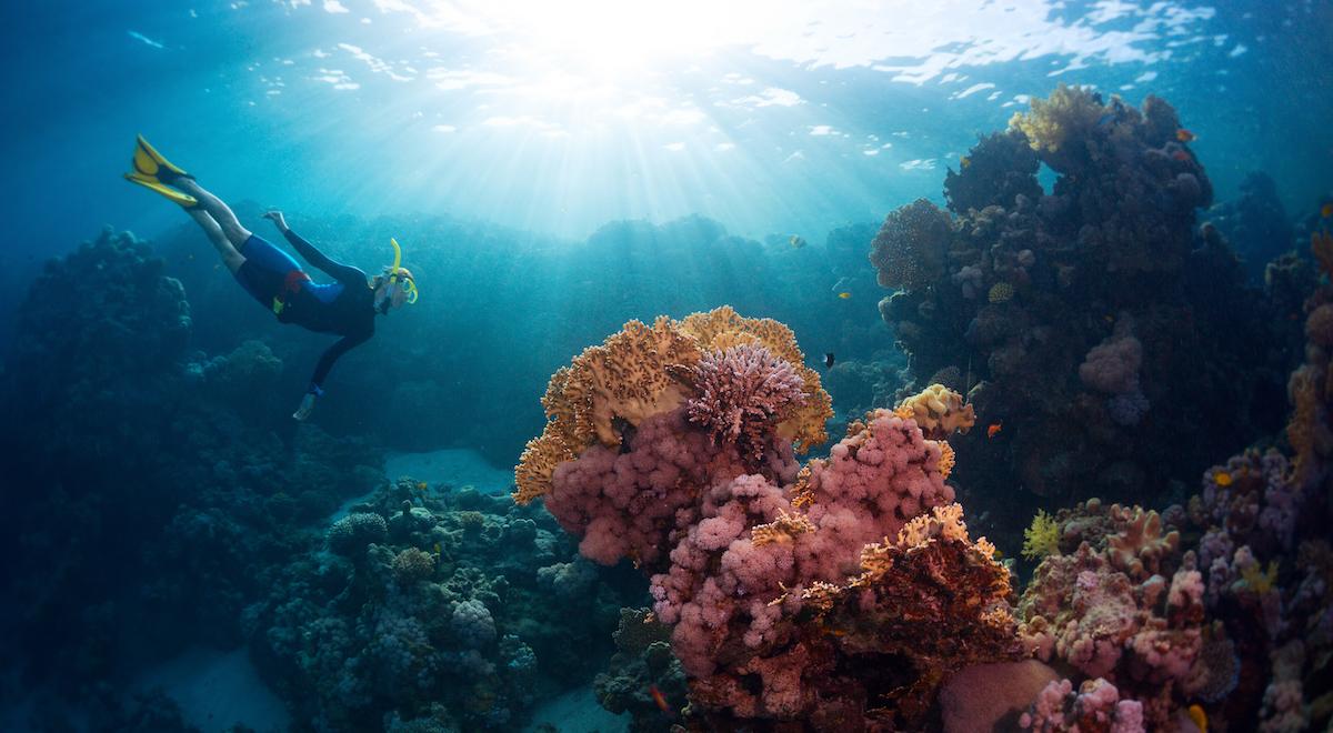 Naukowcy alarmują: zaczęła się kolejna fala blaknięcia raf koralowych